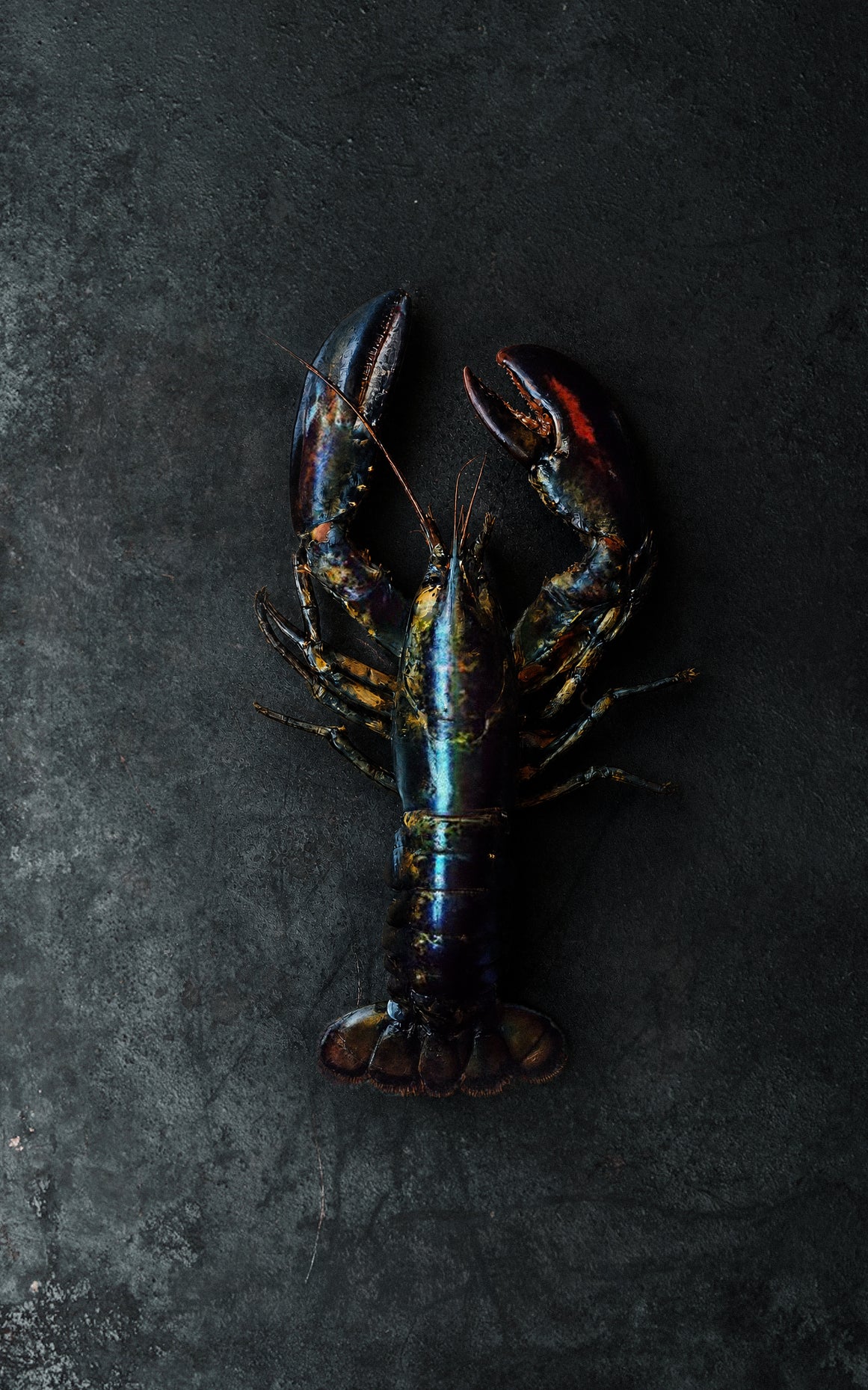 Lobster flat lay on a dark grey textured vinyl photography backdrop with a vintage metallic appearance.
