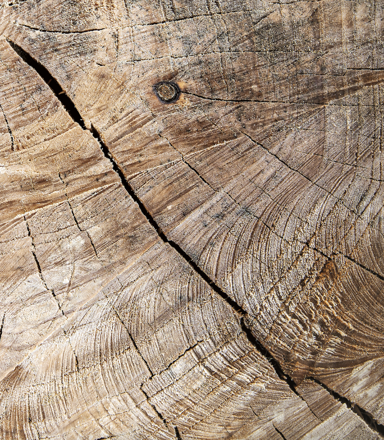 Close up of a vinyl photography backdrop depicting a close-up view of a cut tree log with visible wood rings and textures.