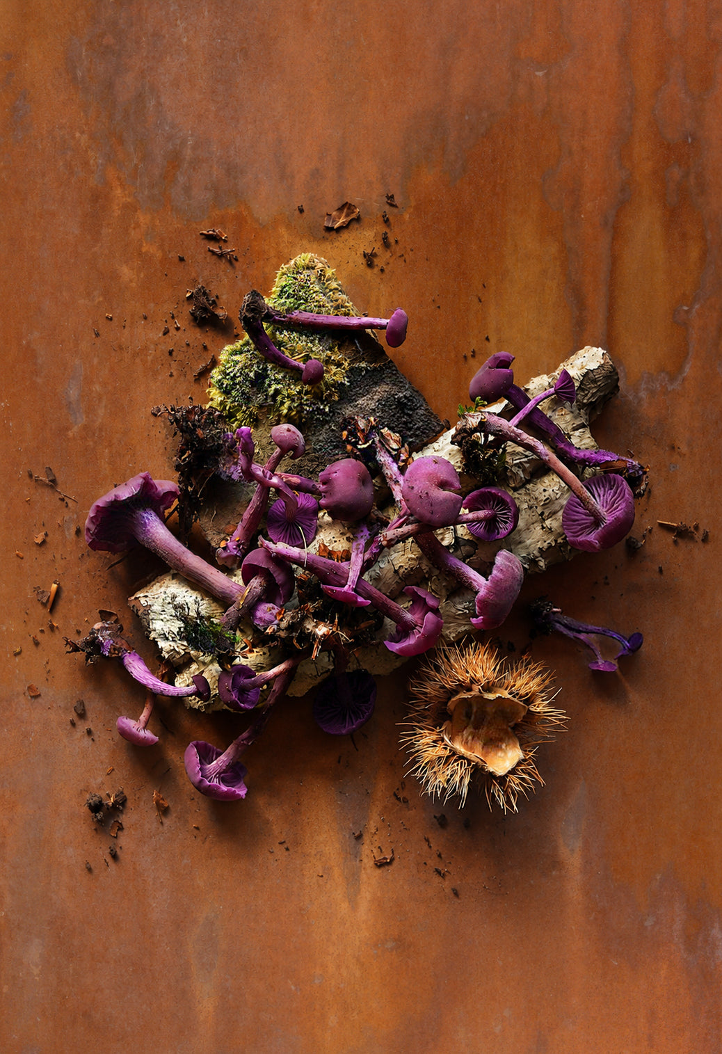 Purple chanterelle mushrooms growing on a mossy log with a chestnut shell on a rustic brown and orange vinyl photography backdrop for food and product photography.