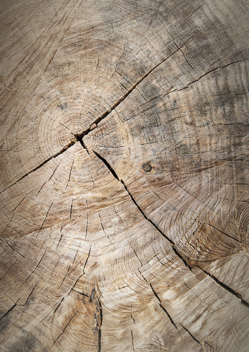 Vinyl photography backdrop depicting a close-up view of a cut tree log with visible wood rings and textures.