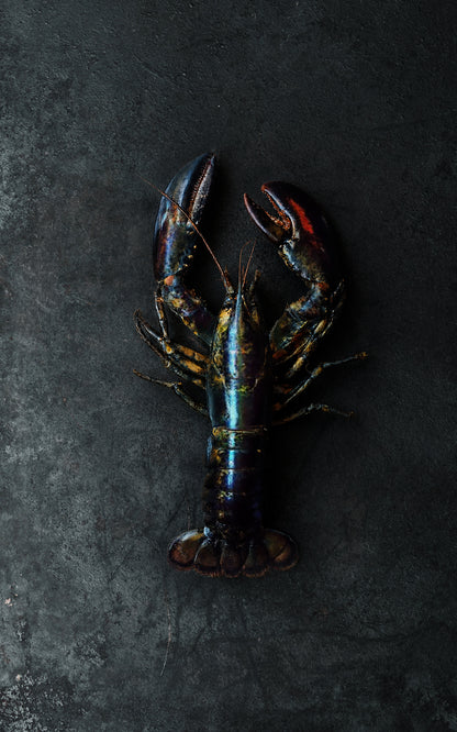 Lobster flat lay on a dark grey textured vinyl photography backdrop with a vintage metallic appearance.