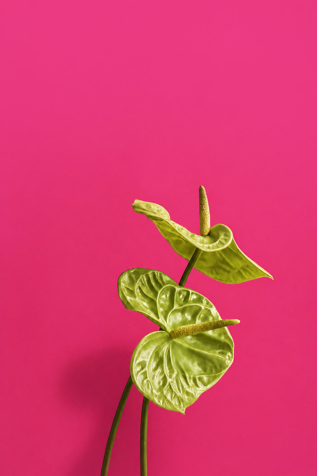 Anthurium leaves against a solid cerise pink background